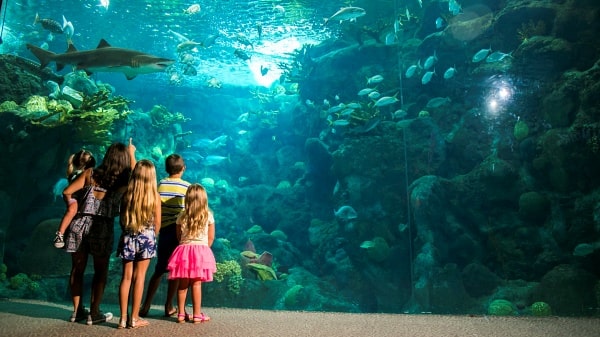Antalya Tunnel Aquarium Tour