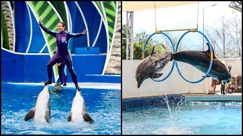 Antalya Dolphins Show