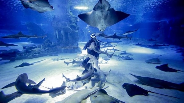 Antalya Tunnel Aquarium Tour from Side