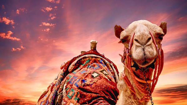 Cappadocia Camel Riding