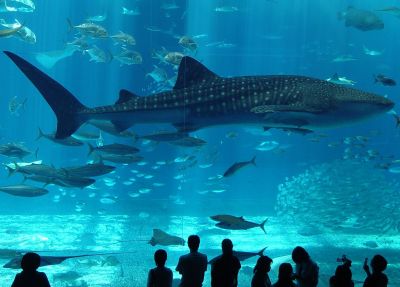 Istanbul Aquarium Tour