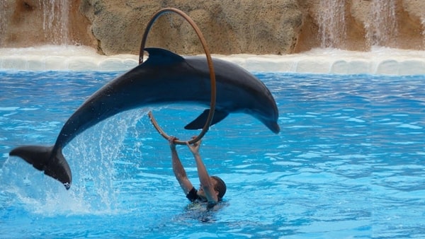 Manavgat Dolphins Show