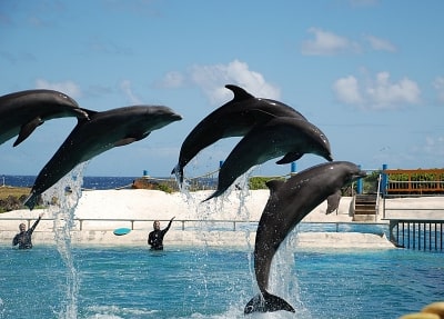 Side Dolphins Show